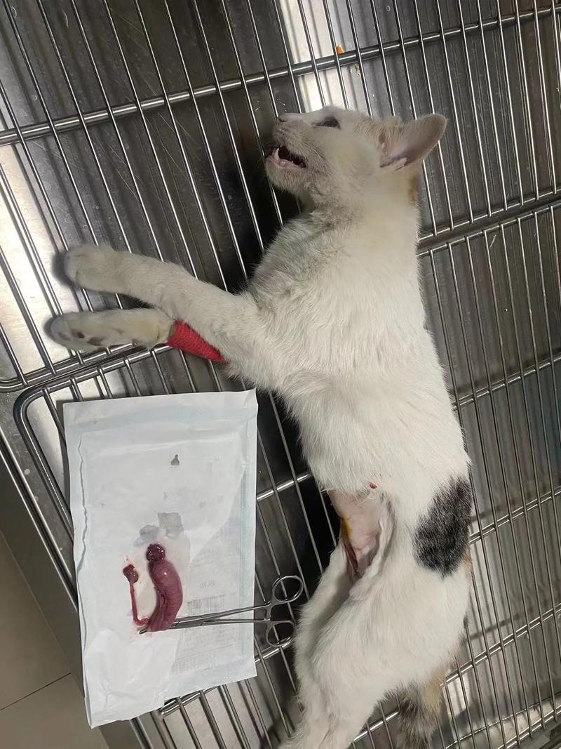 猫咪几个月可以绝育,猫咪几个月可以绝育多少钱-第2张图片-后鲨宠物 猫咪几个月可以绝育,猫咪几个月可以绝育多少钱-第2张图片-后鲨宠物
