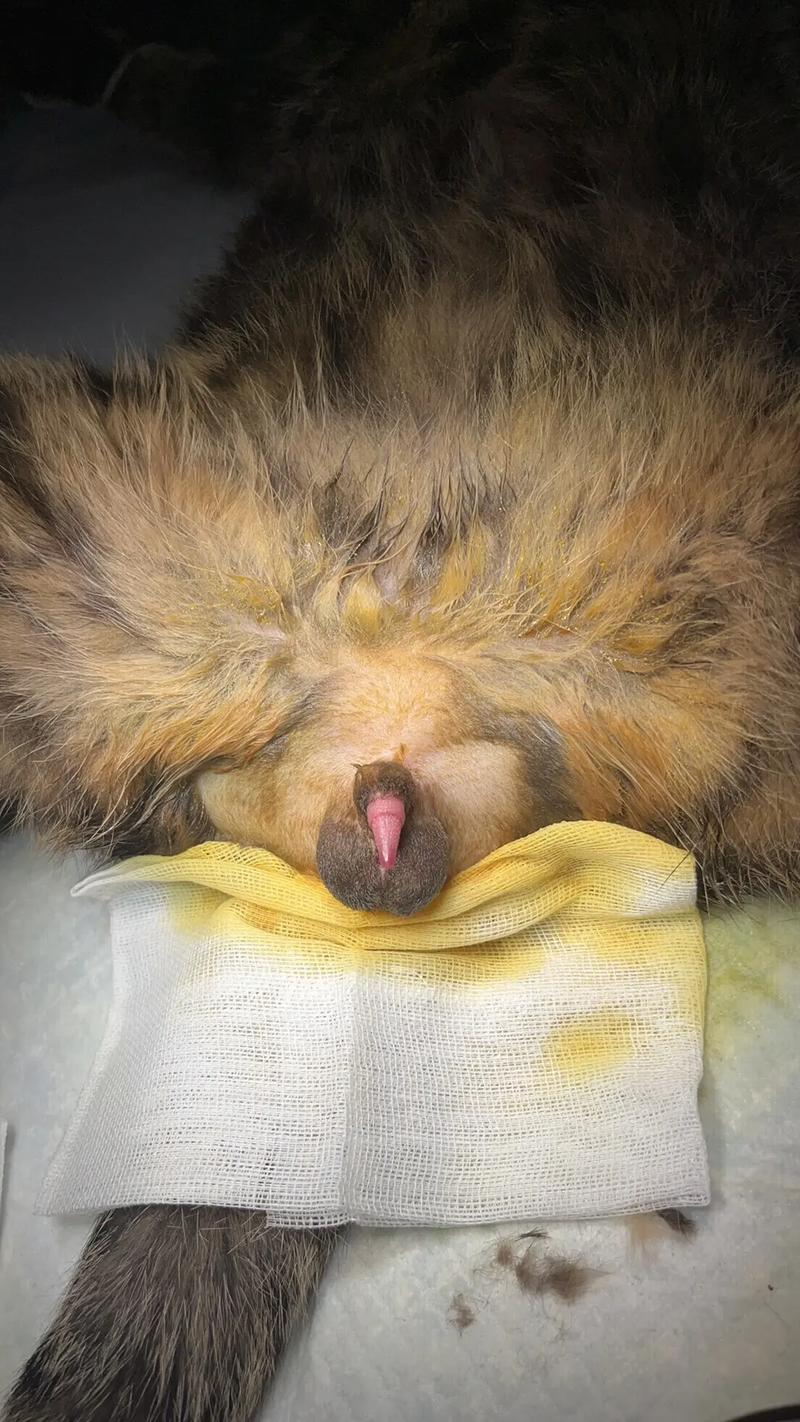猫咪几个月可以绝育,猫咪几个月可以绝育多少钱-第4张图片-后鲨宠物 猫咪几个月可以绝育,猫咪几个月可以绝育多少钱-第4张图片-后鲨宠物