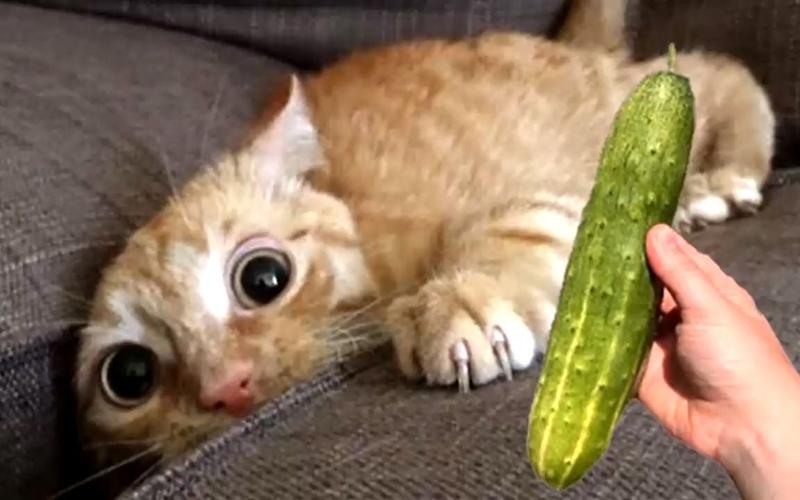 猫猫为什么怕黄瓜,猫为啥害怕黄瓜?-第1张图片-后鲨宠物 猫猫为什么怕黄瓜,猫为啥害怕黄瓜?-第1张图片-后鲨宠物