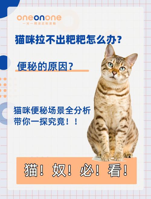 猫咪拉不出屎怎么办_猫咪拉屎拉不出来怎么办-第6张图片-后鲨宠物 猫咪拉不出屎怎么办_猫咪拉屎拉不出来怎么办-第6张图片-后鲨宠物