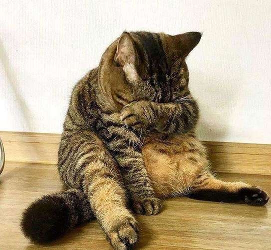 猫咪难受的表现,猫咪难受怎么缓解-第5张图片-后鲨宠物 猫咪难受的表现,猫咪难受怎么缓解-第5张图片-后鲨宠物