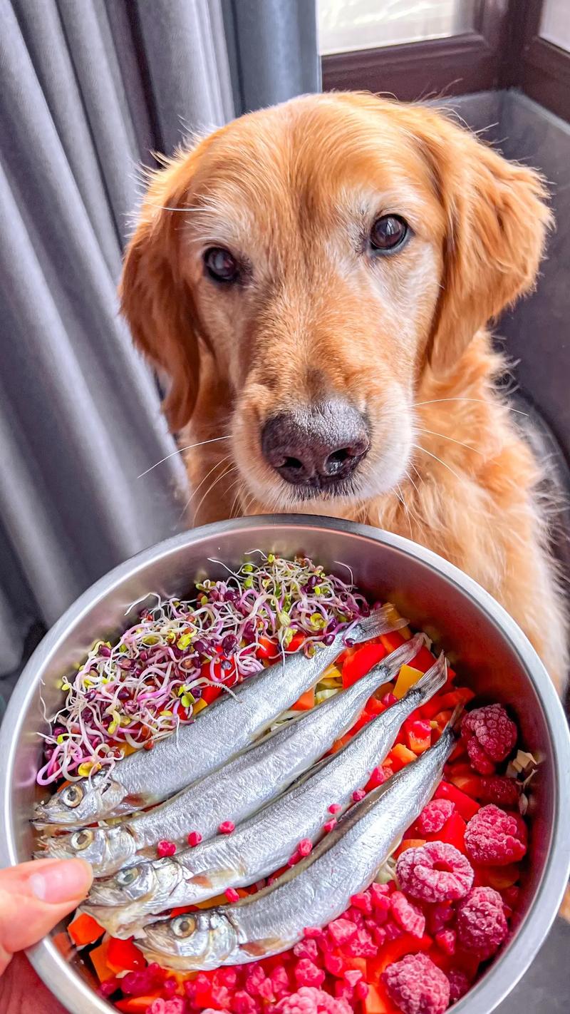 小狗狗可以吃什么_小狗狗可以吃什么水果和蔬菜-第1张图片-后鲨宠物 小狗狗可以吃什么_小狗狗可以吃什么水果和蔬菜-第1张图片-后鲨宠物