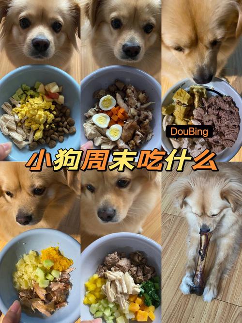 小狗狗可以吃什么_小狗狗可以吃什么水果和蔬菜-第2张图片-后鲨宠物 小狗狗可以吃什么_小狗狗可以吃什么水果和蔬菜-第2张图片-后鲨宠物