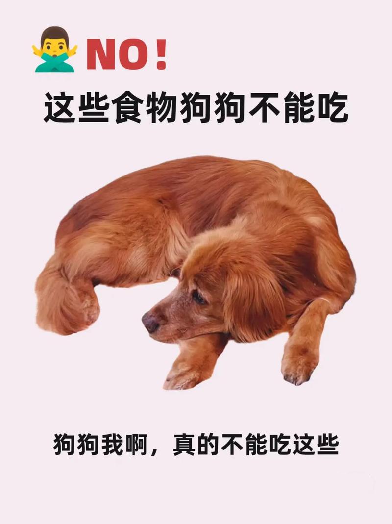 小狗狗可以吃什么_小狗狗可以吃什么水果和蔬菜-第6张图片-后鲨宠物 小狗狗可以吃什么_小狗狗可以吃什么水果和蔬菜-第6张图片-后鲨宠物