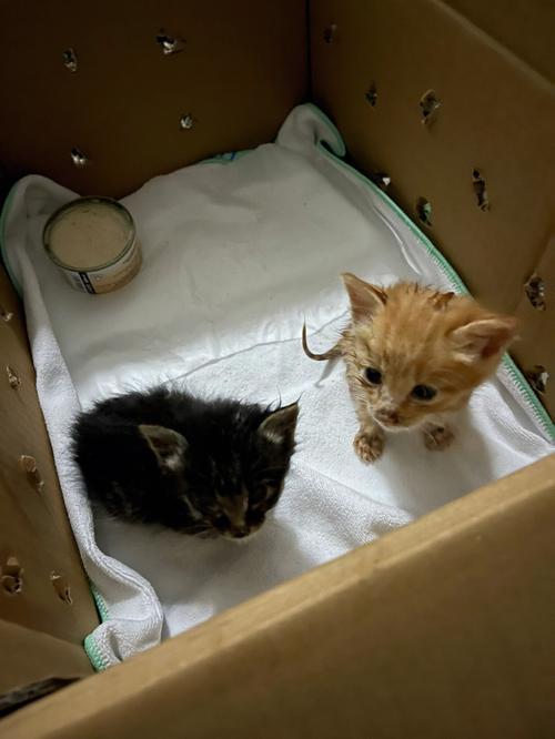 小猫咪要怎么养,小猫咪要怎么养才能长大?-第4张图片-后鲨宠物 小猫咪要怎么养,小猫咪要怎么养才能长大?-第4张图片-后鲨宠物