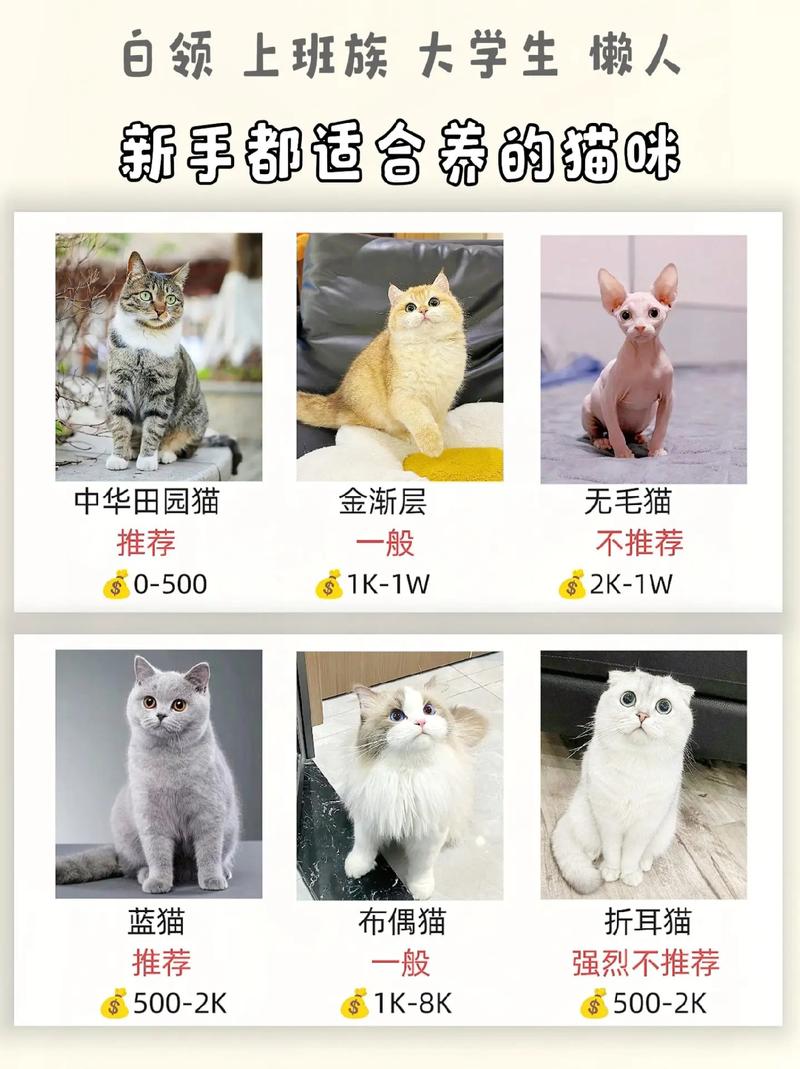 小猫咪要怎么养,小猫咪要怎么养才能长大?-第5张图片-后鲨宠物 小猫咪要怎么养,小猫咪要怎么养才能长大?-第5张图片-后鲨宠物