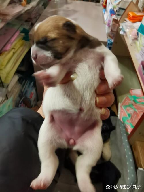 狗狗怀孕怎么看出来_狗狗怀孕怎么看出来快生小狗了-第4张图片-后鲨宠物 狗狗怀孕怎么看出来_狗狗怀孕怎么看出来快生小狗了-第4张图片-后鲨宠物