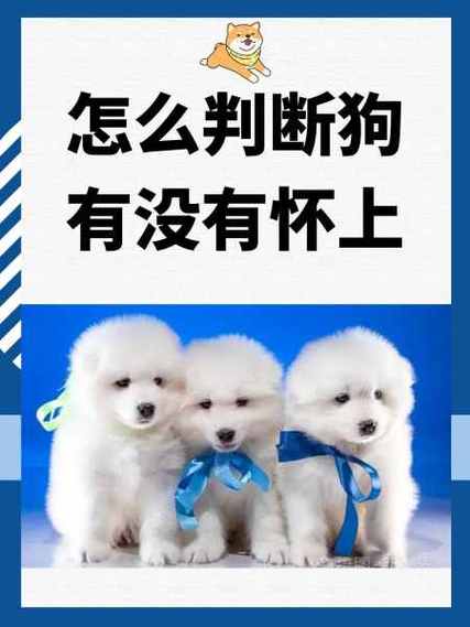 狗狗怀孕怎么看出来_狗狗怀孕怎么看出来快生小狗了-第5张图片-后鲨宠物 狗狗怀孕怎么看出来_狗狗怀孕怎么看出来快生小狗了-第5张图片-后鲨宠物