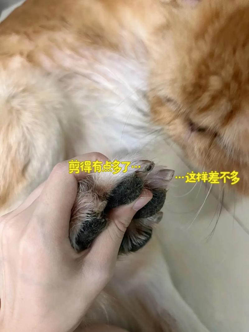 狗狗剪指甲怎么剪_狗狗剪指甲怎么剪视频-第1张图片-后鲨宠物 狗狗剪指甲怎么剪_狗狗剪指甲怎么剪视频-第1张图片-后鲨宠物