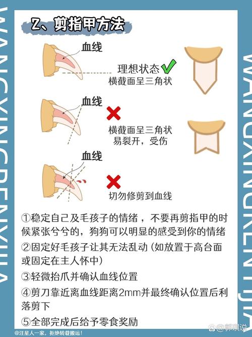 狗狗剪指甲怎么剪_狗狗剪指甲怎么剪视频-第3张图片-后鲨宠物 狗狗剪指甲怎么剪_狗狗剪指甲怎么剪视频-第3张图片-后鲨宠物