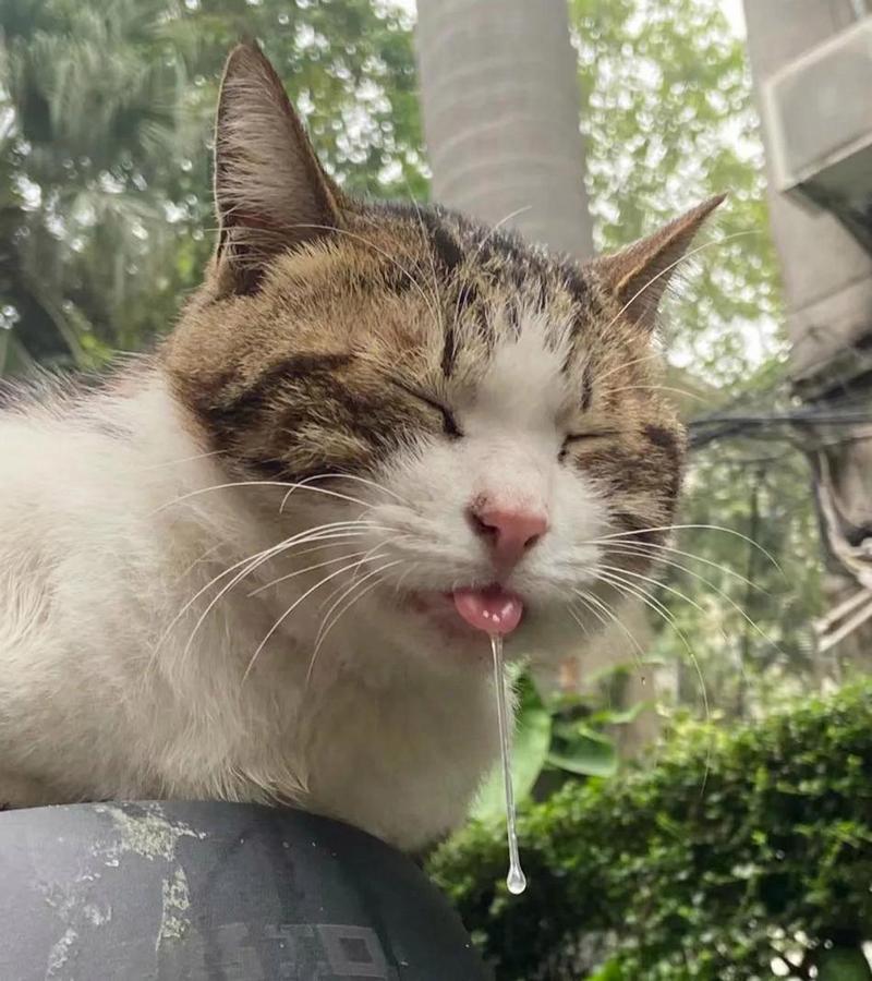 猫咪睡觉流口水,猫咪睡觉流口水粘稠口臭-第2张图片-后鲨宠物 猫咪睡觉流口水,猫咪睡觉流口水粘稠口臭-第2张图片-后鲨宠物