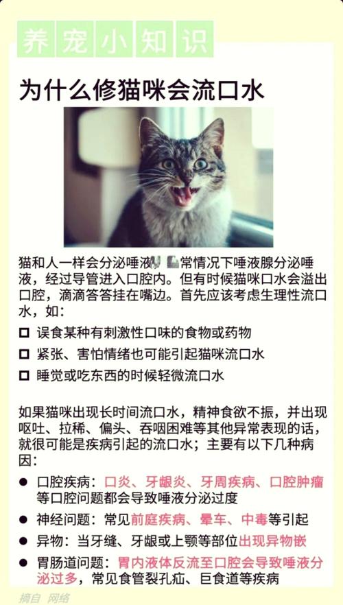 猫咪睡觉流口水,猫咪睡觉流口水粘稠口臭-第6张图片-后鲨宠物 猫咪睡觉流口水,猫咪睡觉流口水粘稠口臭-第6张图片-后鲨宠物