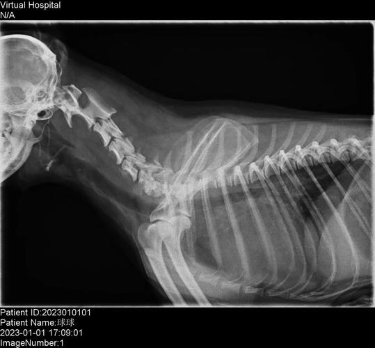 狗狗颈椎病吃什么药,狗狗颈椎病吃什么药能彻底好吗??-第1张图片-后鲨宠物 狗狗颈椎病吃什么药,狗狗颈椎病吃什么药能彻底好吗??-第1张图片-后鲨宠物