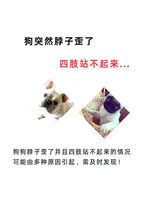 狗狗颈椎病吃什么药,狗狗颈椎病吃什么药能彻底好吗??-第4张图片-后鲨宠物 狗狗颈椎病吃什么药,狗狗颈椎病吃什么药能彻底好吗??-第4张图片-后鲨宠物