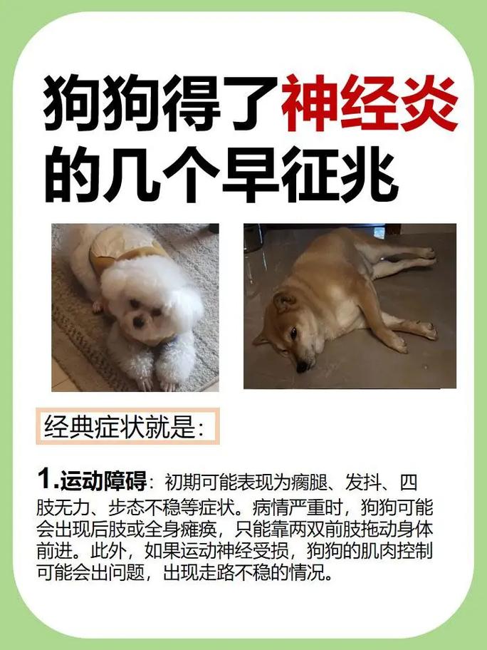 狗狗颈椎病吃什么药,狗狗颈椎病吃什么药能彻底好吗??-第6张图片-后鲨宠物 狗狗颈椎病吃什么药,狗狗颈椎病吃什么药能彻底好吗??-第6张图片-后鲨宠物