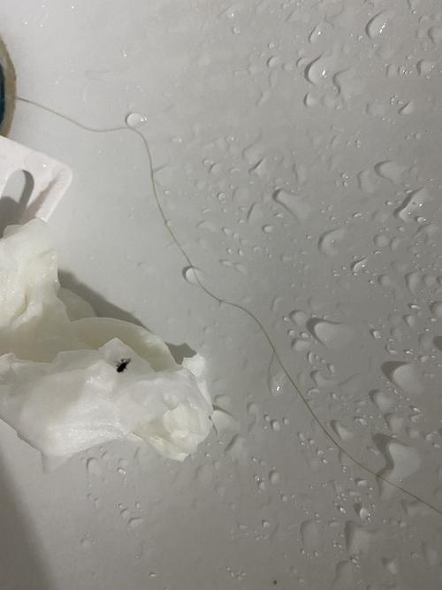 猫咪滴虫会传染人吗_猫咪滴虫会传染人吗百度百科-第1张图片-后鲨宠物 猫咪滴虫会传染人吗_猫咪滴虫会传染人吗百度百科-第1张图片-后鲨宠物