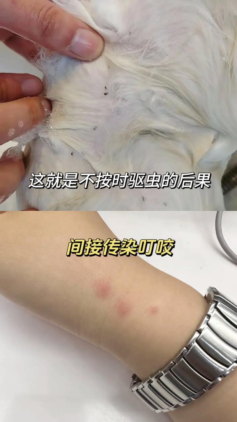 猫咪滴虫会传染人吗_猫咪滴虫会传染人吗百度百科-第4张图片-后鲨宠物 猫咪滴虫会传染人吗_猫咪滴虫会传染人吗百度百科-第4张图片-后鲨宠物