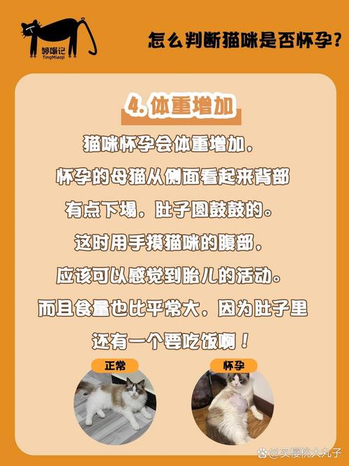 怎样判断猫咪怀孕了,怎么样判断猫怀孕了?-第2张图片-后鲨宠物 怎样判断猫咪怀孕了,怎么样判断猫怀孕了?-第2张图片-后鲨宠物