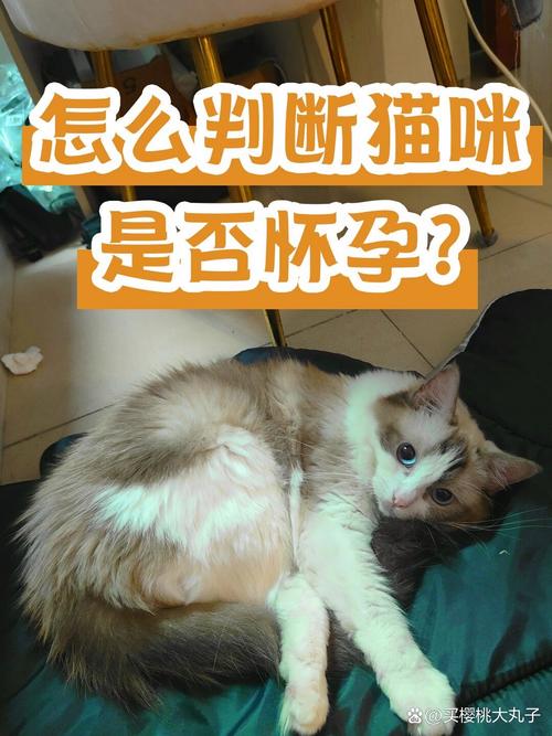 怎样判断猫咪怀孕了,怎么样判断猫怀孕了?-第6张图片-后鲨宠物 怎样判断猫咪怀孕了,怎么样判断猫怀孕了?-第6张图片-后鲨宠物