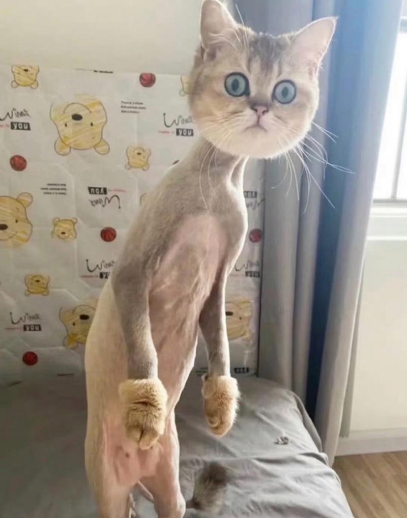 猫咪为什么要剃毛,猫咪为什么要剃脚毛坏处?-第5张图片-后鲨宠物 猫咪为什么要剃毛,猫咪为什么要剃脚毛坏处?-第5张图片-后鲨宠物