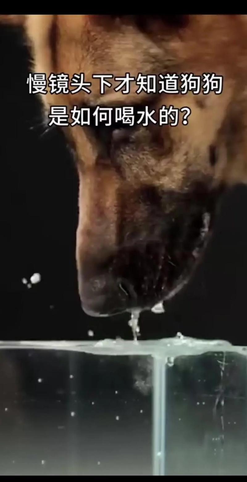 狗狗可以喝热水吗_狗子能不能喝热水-第3张图片-后鲨宠物 狗狗可以喝热水吗_狗子能不能喝热水-第3张图片-后鲨宠物