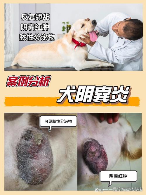 狗狗蛋蛋红肿涂什么药,狗狗蛋蛋红肿用什么药?-第5张图片-后鲨宠物 狗狗蛋蛋红肿涂什么药,狗狗蛋蛋红肿用什么药?-第5张图片-后鲨宠物