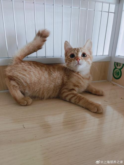 猫猫寿命一般是多少岁,一年猫相当于几岁-第2张图片-后鲨宠物 猫猫寿命一般是多少岁,一年猫相当于几岁-第2张图片-后鲨宠物