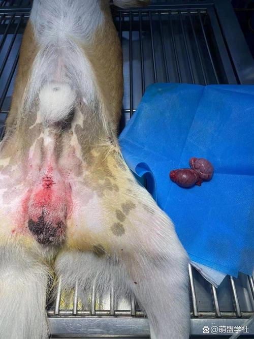 狗狗蛋蛋肿了怎么回事,狗狗蛋蛋肿了,怎么办?-第2张图片-后鲨宠物 狗狗蛋蛋肿了怎么回事,狗狗蛋蛋肿了,怎么办?-第2张图片-后鲨宠物