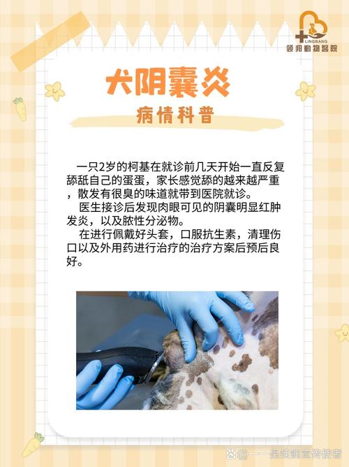 狗狗蛋蛋肿了怎么回事,狗狗蛋蛋肿了,怎么办?-第4张图片-后鲨宠物 狗狗蛋蛋肿了怎么回事,狗狗蛋蛋肿了,怎么办?-第4张图片-后鲨宠物