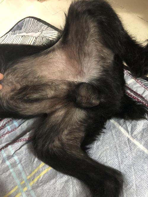 狗狗蛋蛋肿了怎么回事,狗狗蛋蛋肿了,怎么办?-第3张图片-后鲨宠物 狗狗蛋蛋肿了怎么回事,狗狗蛋蛋肿了,怎么办?-第3张图片-后鲨宠物