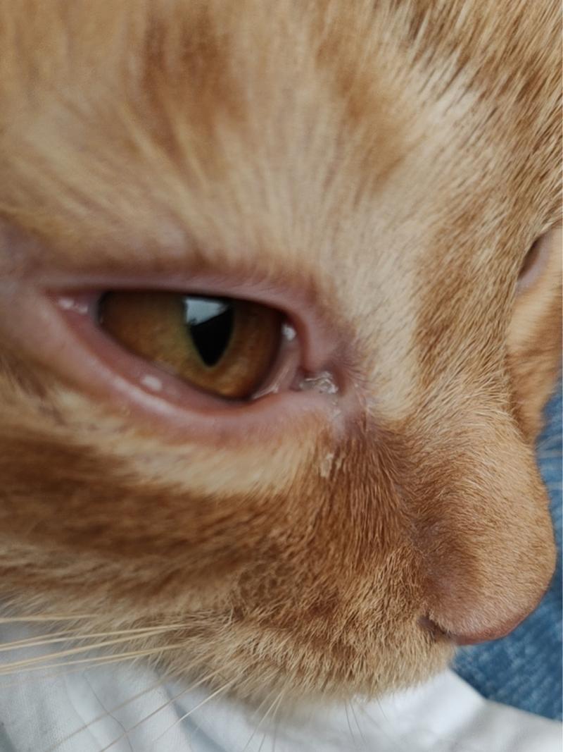 猫咪结膜炎会自愈吗_猫咪结膜炎会自愈吗会传染吗-第2张图片-后鲨宠物 猫咪结膜炎会自愈吗_猫咪结膜炎会自愈吗会传染吗-第2张图片-后鲨宠物