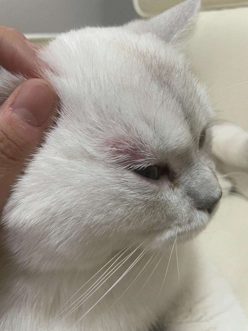 猫咪结膜炎会自愈吗_猫咪结膜炎会自愈吗会传染吗-第5张图片-后鲨宠物 猫咪结膜炎会自愈吗_猫咪结膜炎会自愈吗会传染吗-第5张图片-后鲨宠物