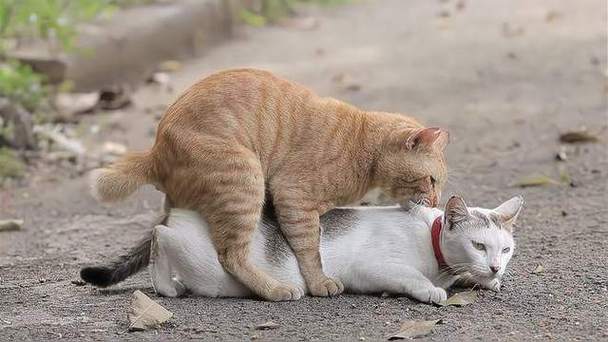 猫咪什么时候发情期,猫咪什么时候发情期正常?-第3张图片-后鲨宠物 猫咪什么时候发情期,猫咪什么时候发情期正常?-第3张图片-后鲨宠物
