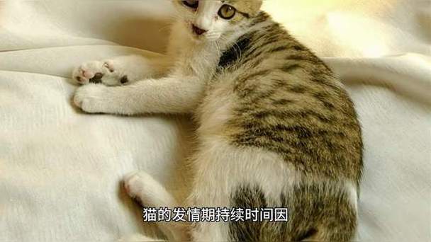 猫咪什么时候发情期,猫咪什么时候发情期正常?-第4张图片-后鲨宠物 猫咪什么时候发情期,猫咪什么时候发情期正常?-第4张图片-后鲨宠物