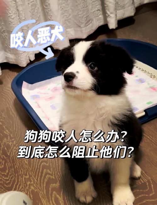  狗狗爱咬人怎么办，狗喜欢咬人怎么办