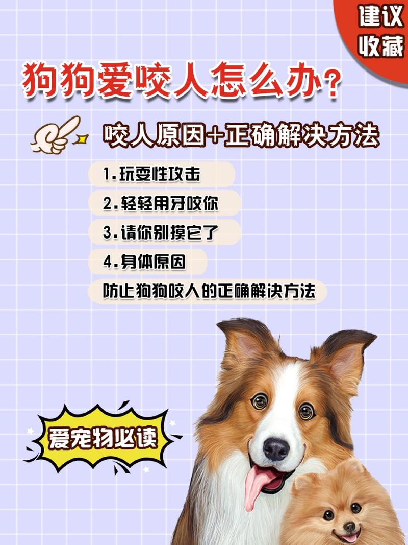  狗狗爱咬人怎么办，狗喜欢咬人怎么办-第4张图片-后鲨宠物