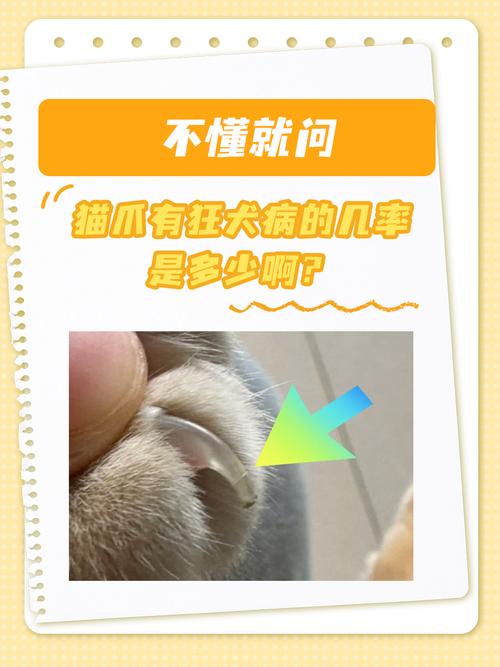 猫咪肉芽肿能自愈吗_猫肉芽肿能治好吗-第2张图片-后鲨宠物 猫咪肉芽肿能自愈吗_猫肉芽肿能治好吗-第2张图片-后鲨宠物