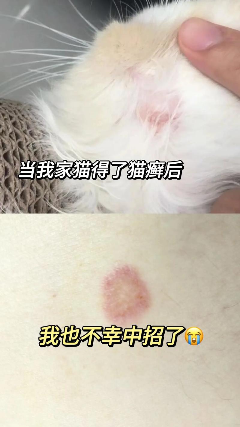 猫咪肉芽肿能自愈吗_猫肉芽肿能治好吗-第5张图片-后鲨宠物 猫咪肉芽肿能自愈吗_猫肉芽肿能治好吗-第5张图片-后鲨宠物