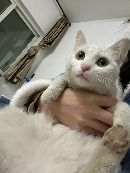 孕妇可以接触猫咪吗_怀孕期能接触猫吗-第2张图片-后鲨宠物 孕妇可以接触猫咪吗_怀孕期能接触猫吗-第2张图片-后鲨宠物