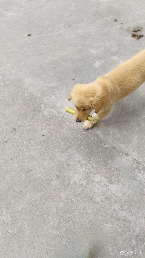 狗狗能吃甘蔗吗,狗能吃甘蔗么-第3张图片-后鲨宠物 狗狗能吃甘蔗吗,狗能吃甘蔗么-第3张图片-后鲨宠物