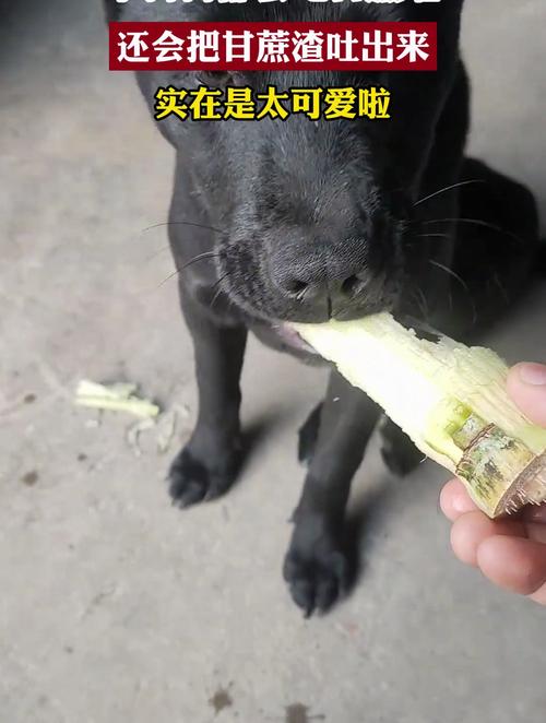 狗狗能吃甘蔗吗,狗能吃甘蔗么-第5张图片-后鲨宠物 狗狗能吃甘蔗吗,狗能吃甘蔗么-第5张图片-后鲨宠物