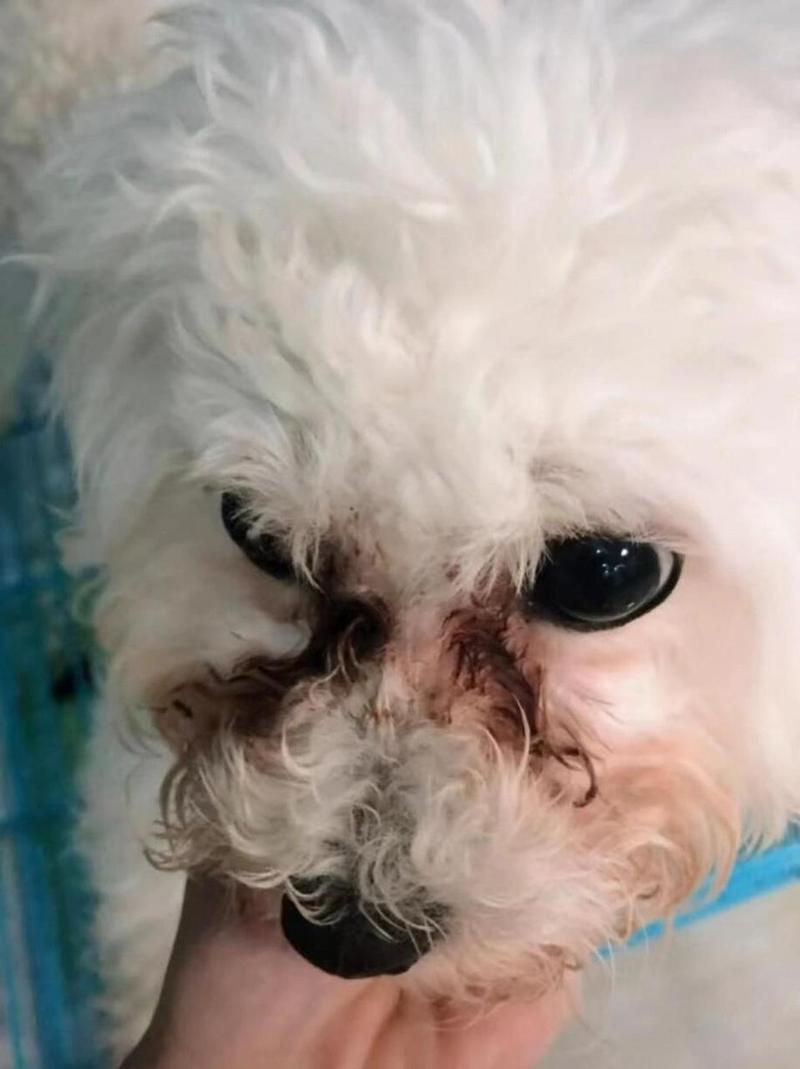  狗狗泪痕是怎么引起的，狗狗泪痕是怎么引起的图片