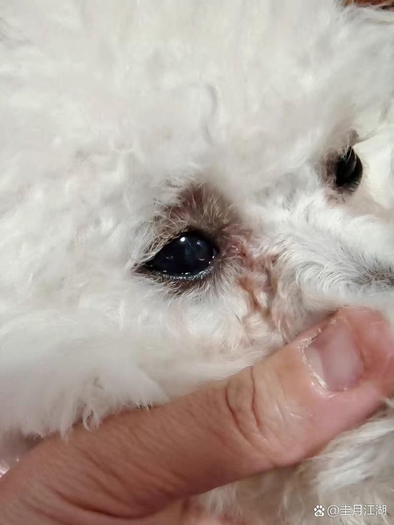 狗狗泪痕是怎么引起的,狗狗泪痕是怎么引起的图片-第4张图片-后鲨宠物 狗狗泪痕是怎么引起的,狗狗泪痕是怎么引起的图片-第4张图片-后鲨宠物