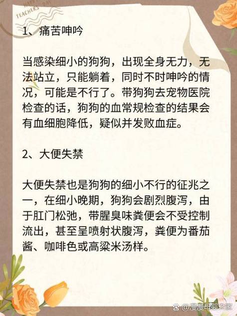 狗狗得细小不行的征兆,狗狗得细小很难治吗-第1张图片-后鲨宠物 狗狗得细小不行的征兆,狗狗得细小很难治吗-第1张图片-后鲨宠物