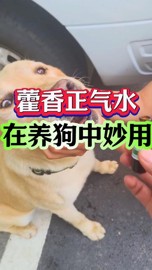 狗狗能喝藿香正气水吗，能给狗喝藿香正气水吗？-第5张图片-后鲨宠物