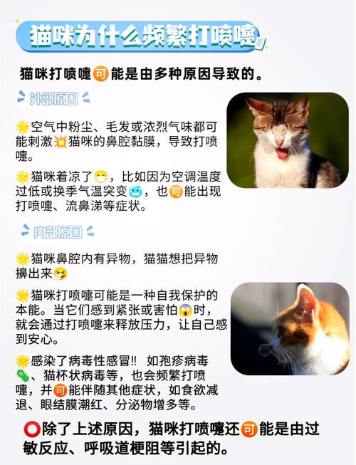 猫咪打喷嚏是怎么回事,猫咪打喷嚏打出血是怎么回事-第1张图片-后鲨宠物 猫咪打喷嚏是怎么回事,猫咪打喷嚏打出血是怎么回事-第1张图片-后鲨宠物