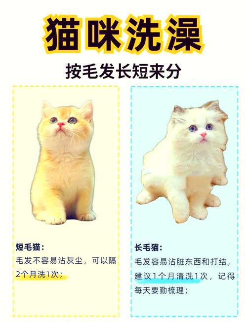 给猫咪洗澡多少钱,去宠物店给猫咪洗澡多少钱-第1张图片-后鲨宠物 给猫咪洗澡多少钱,去宠物店给猫咪洗澡多少钱-第1张图片-后鲨宠物