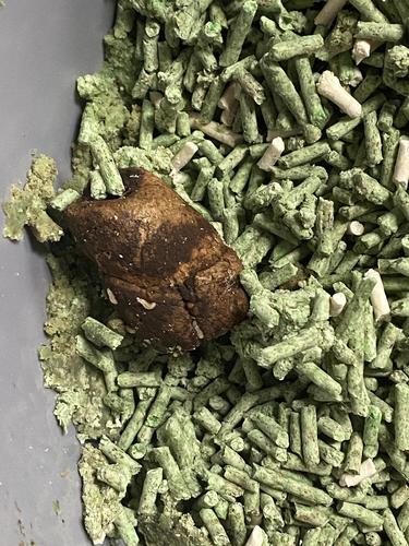 猫咪拉白色虫子怎么办，猫咪拉白色虫子怎么办吃什么药？-第3张图片-后鲨宠物