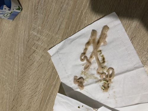 猫咪拉白色虫子怎么办，猫咪拉白色虫子怎么办吃什么药？-第4张图片-后鲨宠物