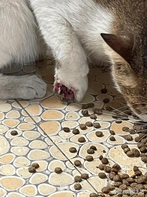 小猫咪腿瘸了怎么办，小猫腿瘸了是什么原因？-第2张图片-后鲨宠物